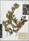 Foto von Salix pentandra L.